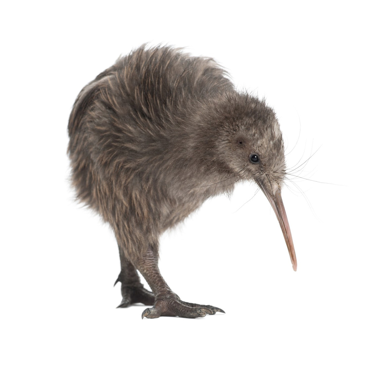 BRillustrations's tweet photo. Stuck at home #SocialDistancing?
Want to learn more about Kiwis?
Need free resources for #homeschooling?

Don't worry, I've got you covered!

The Bestiary is a totally free, Wildlife &amp; Art resource full of wildlife facts, downloadable content &amp; more.

https://t.co/8805Pdnhds https://t.co/z3TDjL88ol