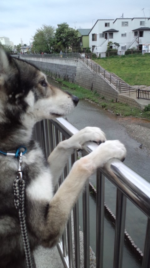 アルフレッド 背伸びで見渡しても今日は広場にお子様が１人も居らず アゴを手すりに乗せて少しガッカリな狼犬のヘリオス 明日また来よう ね 犬好きさんと繋がりたい 免疫力アップに愛犬写真 笑顔のバトン Dog Dogsoftwitter Wolfdog Wolfhybrid