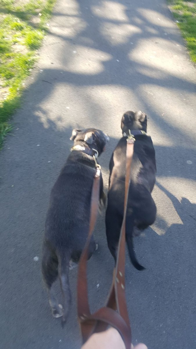 Early morning walk with these two. Gorgeous morning. Making the most of it.