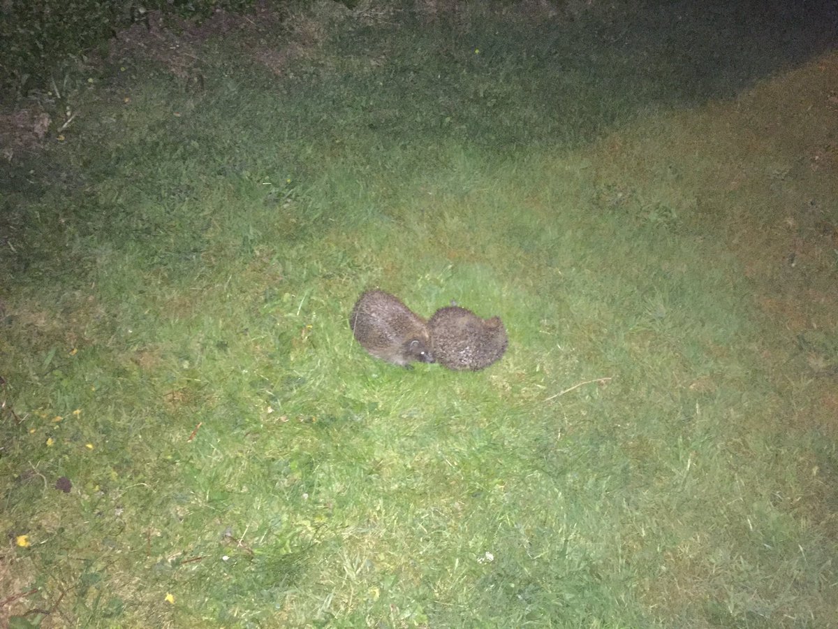 Had a couple of visitors in the garden last night. Never seen two together before but one didn’t look so good. Both gone this morning so hopefully it was okay
