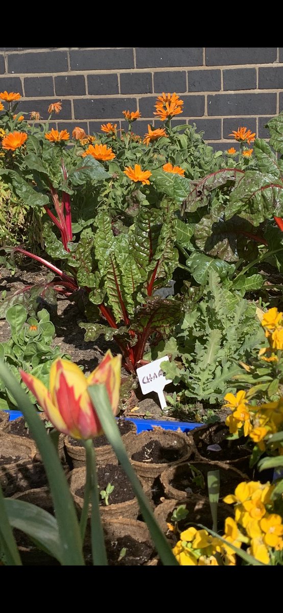 Such a colourful sight: flowers, fruit, vegetables, herbs and seedlings growing in our school grounds.