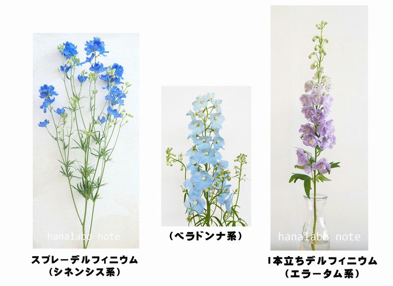 ハナラボノート お花屋さんの切花図鑑 デルフィニウム 切花で出回るデルフィニウムは 1本タイプの大型種と スプレー咲きのタイプ有り 花一輪を見ると同じ仲間だとわかります 花色は青 水色 紫 ピンクなど 切花図鑑 T Co Arfevlsm06 ハナラボノート お花屋さんの切花図鑑 デルフィニウム 切花で出回るデルフィニウムは 1本タイプの大型種と スプレー咲きのタイプ有り 花一輪を見ると同じ仲間だとわかります 花色は青 水色 紫 ピンクなど 切花図鑑 T Co Arfevlsm06