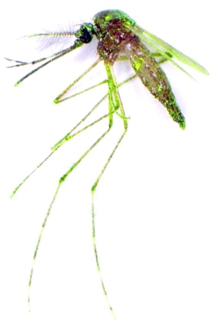 You want to mark massive numbers of mozzies before release ? See last paper of my team at parasitesandvectors.biomedcentral.com/articles/10.11…