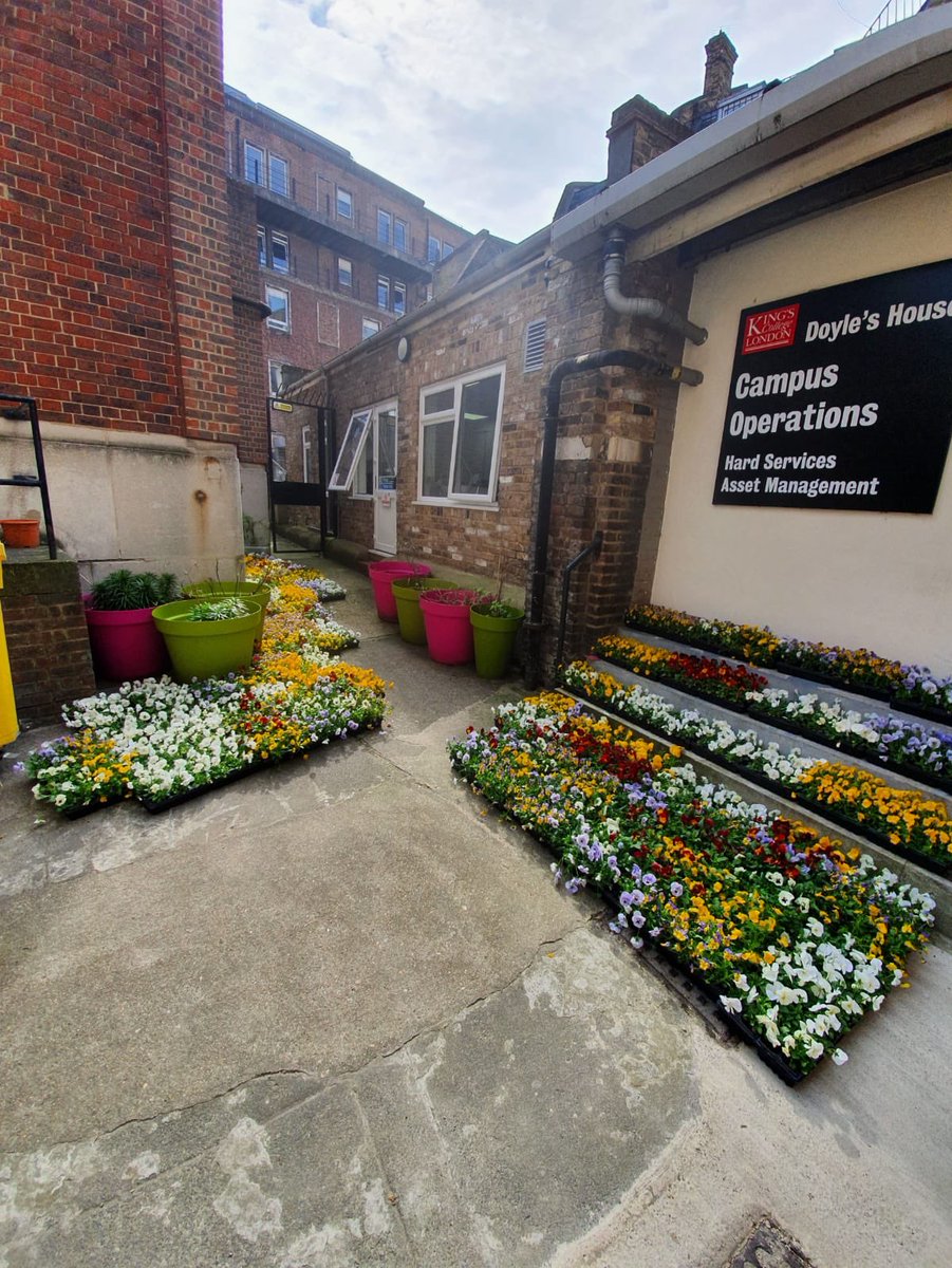 CJSPlants's tweet image. We were overwhelmed with the gratitude from the staff of Guy’s hospital from our delivery of pansies last week. We dropped off the last of our stock today as many missed out. Thank you NHS staff for the amazing work you are doing and we hope some plants can bring some happiness.