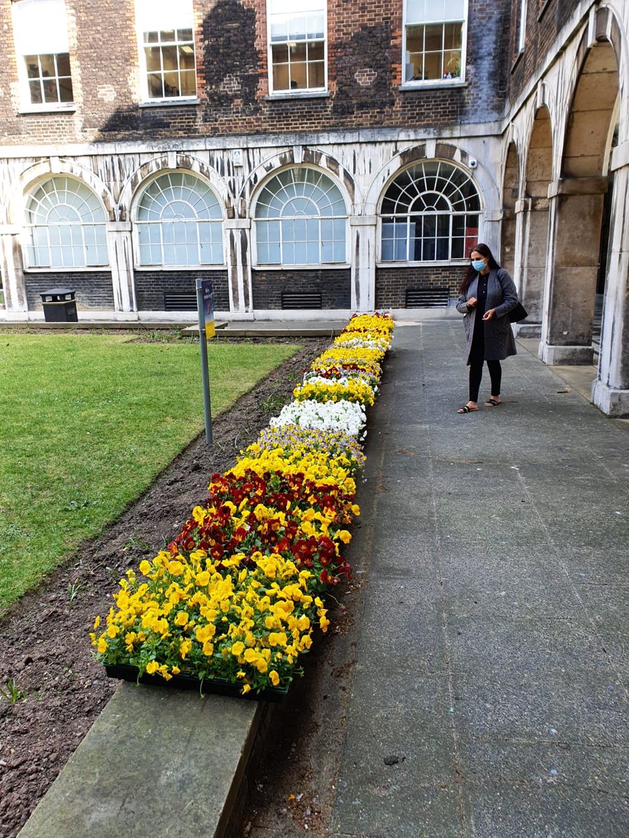 CJSPlants's tweet image. We were overwhelmed with the gratitude from the staff of Guy’s hospital from our delivery of pansies last week. We dropped off the last of our stock today as many missed out. Thank you NHS staff for the amazing work you are doing and we hope some plants can bring some happiness.