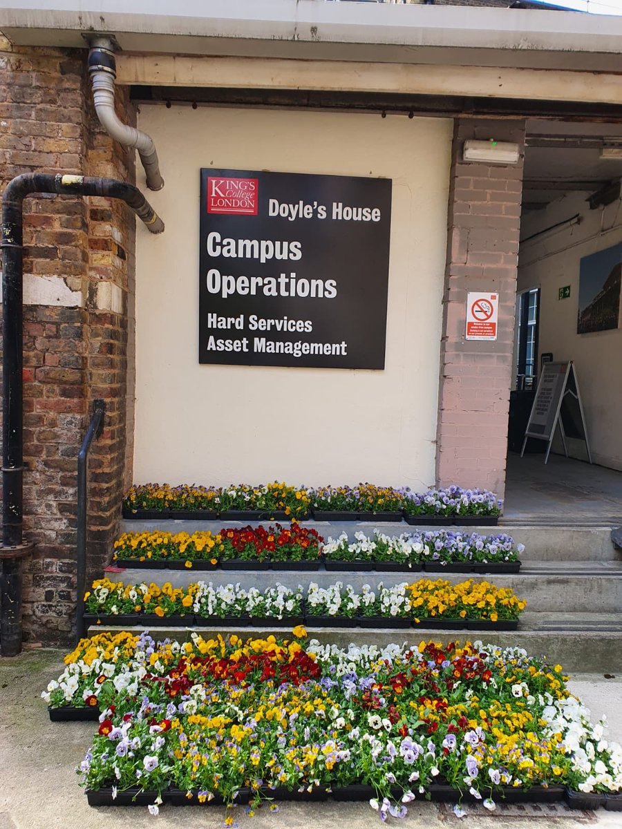 CJSPlants's tweet image. We were overwhelmed with the gratitude from the staff of Guy’s hospital from our delivery of pansies last week. We dropped off the last of our stock today as many missed out. Thank you NHS staff for the amazing work you are doing and we hope some plants can bring some happiness.