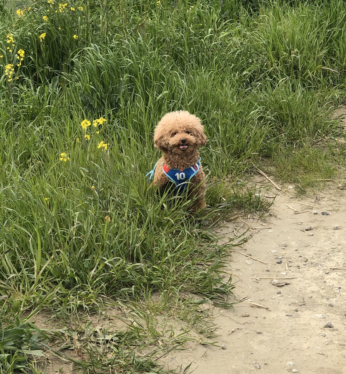 宮澤寿梨 على تويتر いま 一緒にいる時間が増えたので 思いっきり楽しもうと思います 6キロ超え 重いので抱っこで家路 筋トレになるかな ᵔᴥᵔ 散歩嫌い ボイコット中 トイプードル ぷぅ