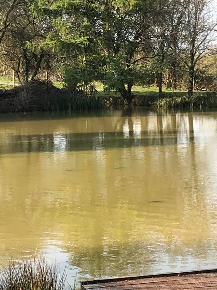 KingslakesDevon's tweet photo. Sunbathing on Kitchen Lake https://t.co/lOnAWrAlEj