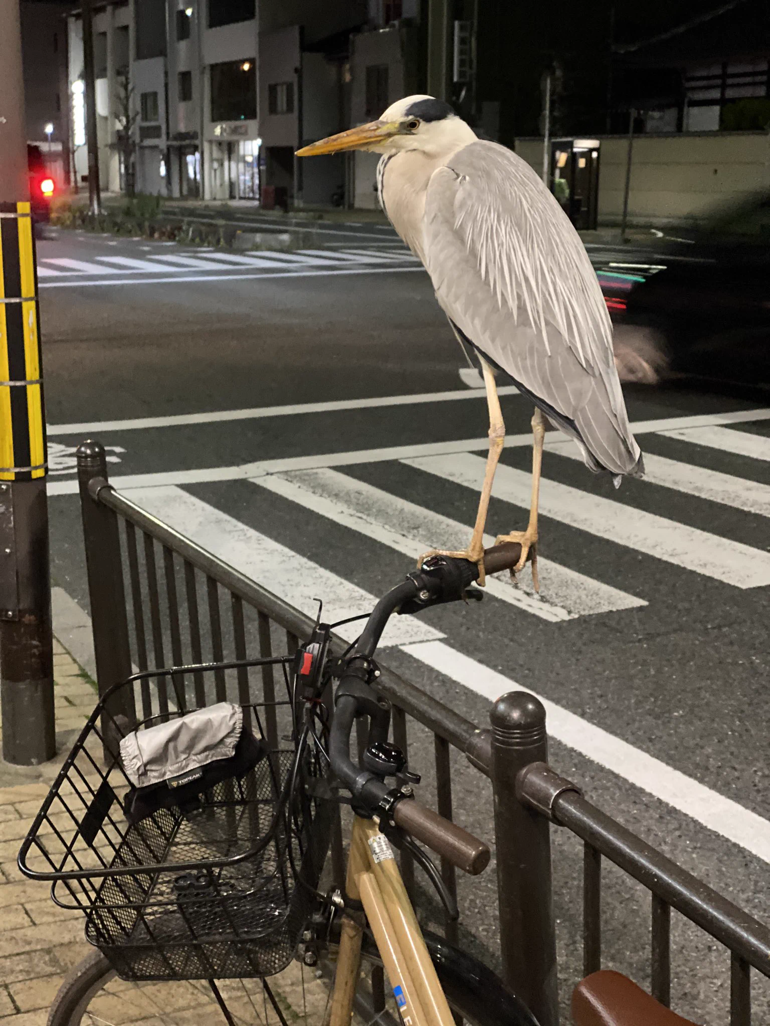 こんなサギ被害は困る！自転車に乗ろうとしたらアオサギがわがもの顔で留まっていたwww