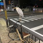 こんなサギ被害は困る!自転車に乗ろうとしたらアオサギがわがもの顔で留まっていた!