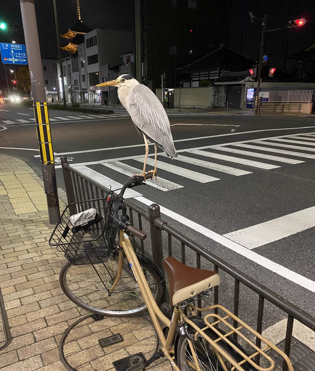こんなサギ被害は困る！自転車に乗ろうとしたらアオサギがわがもの顔で留まっていたwww