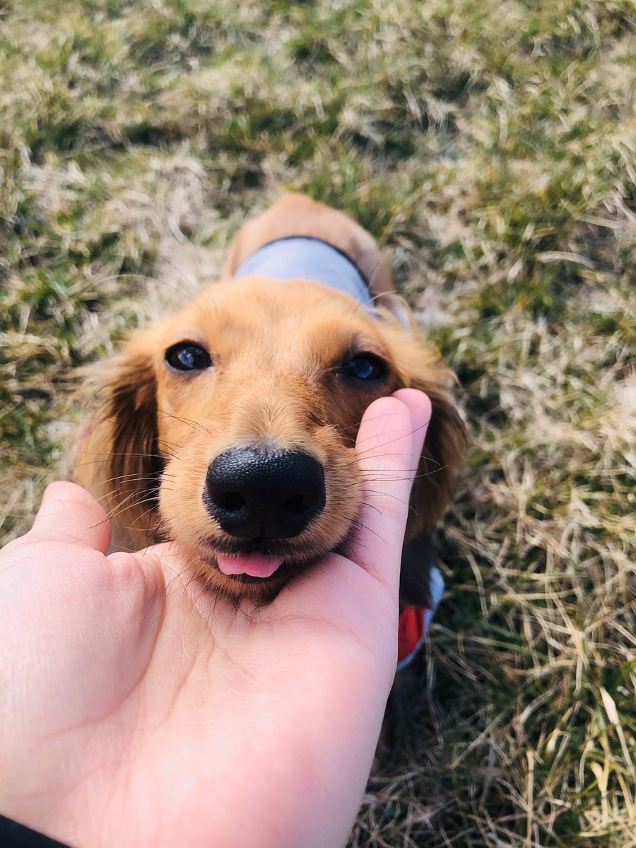 ConchaIsland's tweet photo. not AC related but I just wanted to show off my cute weenie boy. his name is Churro.. get it? 🤗 reply with your doggies pls 🥺 https://t.co/4Pvcz2Pgx4