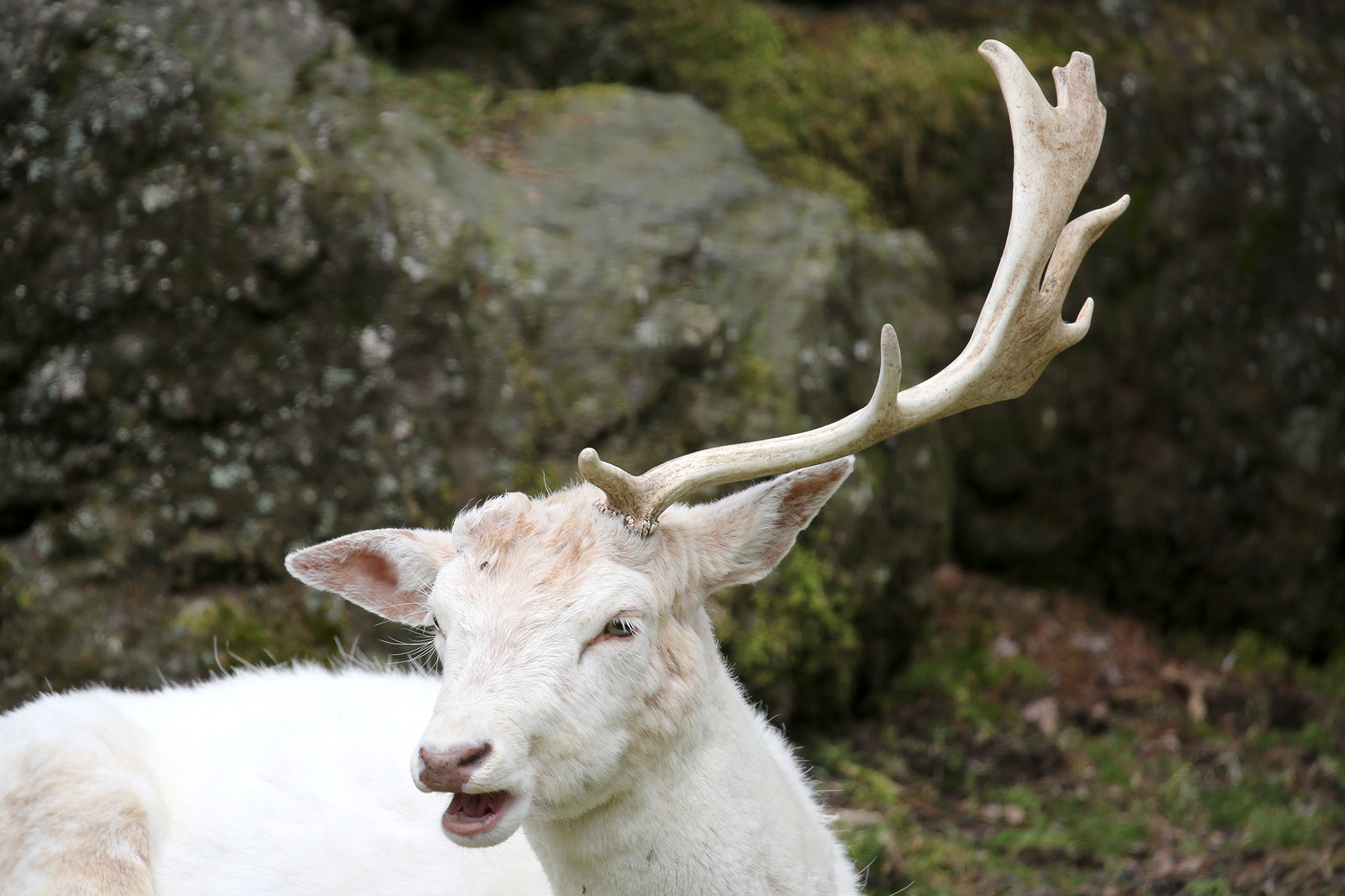 富士サファリパーク公式 シカの角が 生え変わる季節 左右同時にとは限らないので 数日間は 一本だけで過ごす 角 は毎年生え変わります こんな姿を見られたらラッキー ダマジカ 富士サファリパーク T Co Hypvfpbgnv T Co