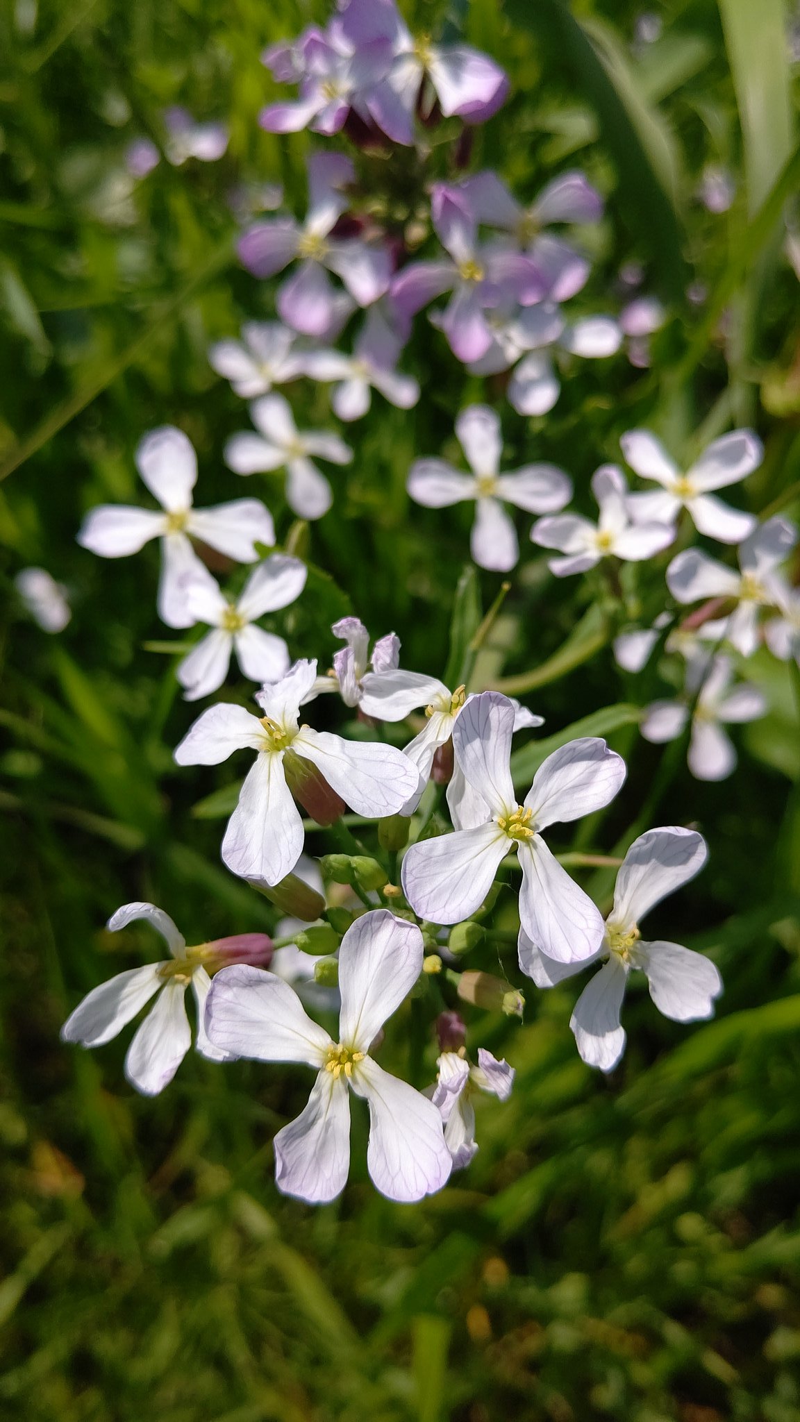 なみ 筑後川の堤防に咲いてる黄色い菜の花が白い花に変わってきたのいつ頃からかな もう 黄色より白 母曰く あれは大根の花 そして今日見つけてしまった 堤防は大根畑です 筑後川 大根 T Co Qofliuzyve Twitter