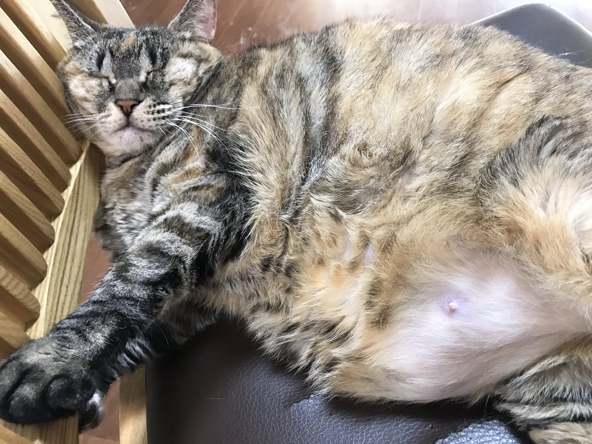 w_sukida's tweet photo. タプタプにゃฅ•ω•ฅ

ダイエットするにゃ！ https://t.co/ZgZGEjpTqV