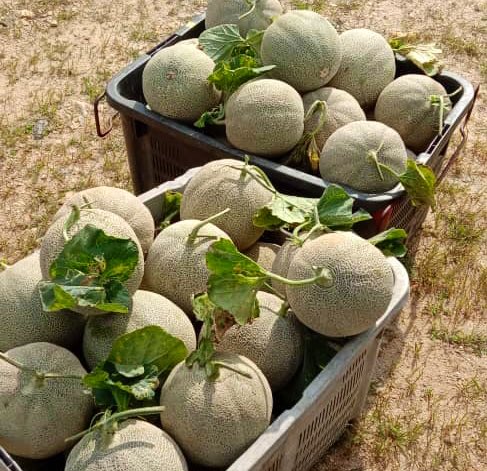 Di Jepun, buah ini sangatlah istimewa &amp; mewah. Pada tahun 2016,spesies buah rockmelon yang dikenali sebagai ‘Yubari King’ dijual pada harga RM115,000.00.

Jom beli..

🦸‍♂️ Mr. Kunasegaran

📞 0199590808

📌 Bentong,Pahang

#myDOA #NoFarmersNoFood