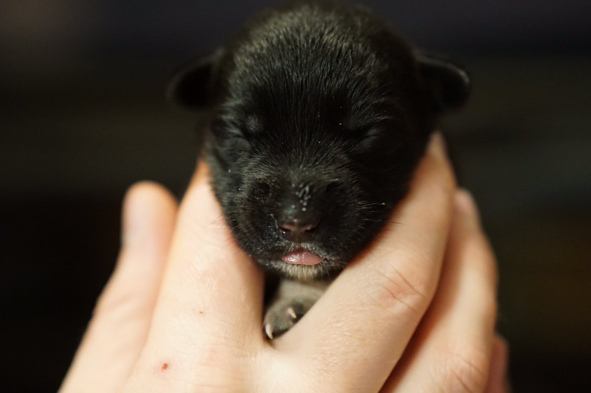 paiguin's tweet image. thinking abt puppies again... here's a picture of tiny maggie