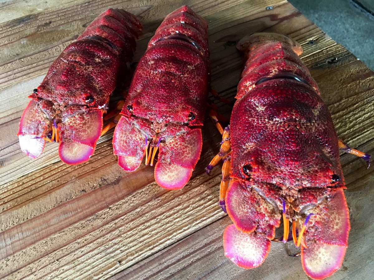 ユーグ レナ こんな世の中だから魚介類も軒並み値崩れを起こしてて 普段なら卸値キロ1万くらいするから庶民では手が出せなかった赤テゴサ セミエビ に手を出してみた 個人的にはゾウリエビ同様 イセエビより好みの味で ゾウリエビより歩留まりは抜群