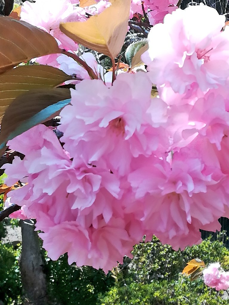 hananosiori's tweet photo. 公園のヤエザクラのお花が満開です。
とても綺麗ですね！

#桜
#八重桜
#ヤエザクラ https://t.co/q0Yx47bdwg