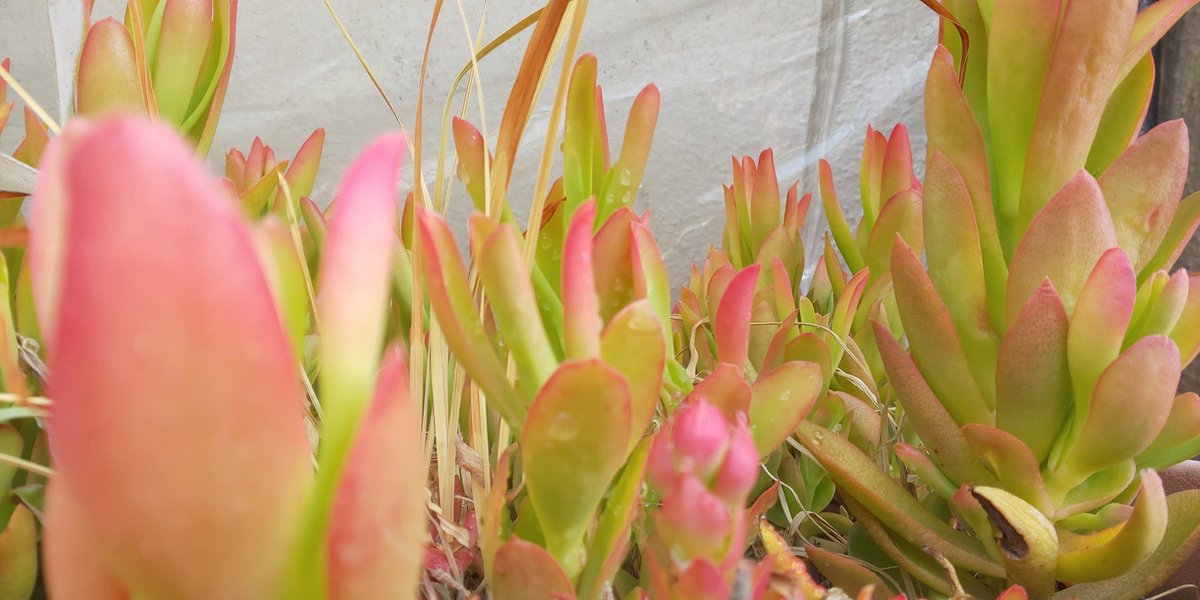 多肉植物が好きな人と繋がりたい 多肉植物が好きな人と繋がりたい