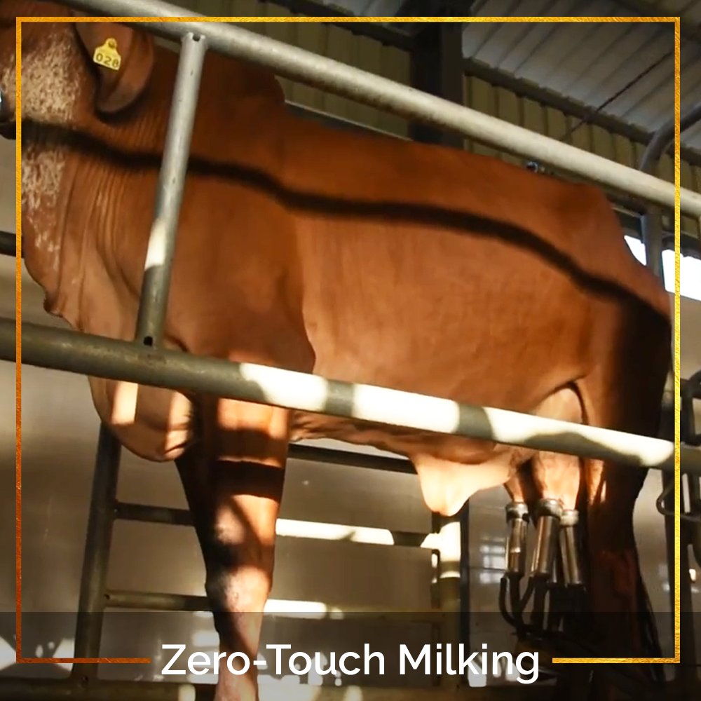 AumrutMilk's tweet photo. Zero Touch Milking
Zero Possibility of Virus Transmission. 
Our fully automated farms ensure no human touch exposure to the #Milk at any stage from milking-bottling-delivery at your doorstep.
#QuarantineLife #SocialDistancing #FlattenTheCurve #BeatTheVirus #CoronaVirus #COVID19 https://t.co/k1P8PJiiQ7