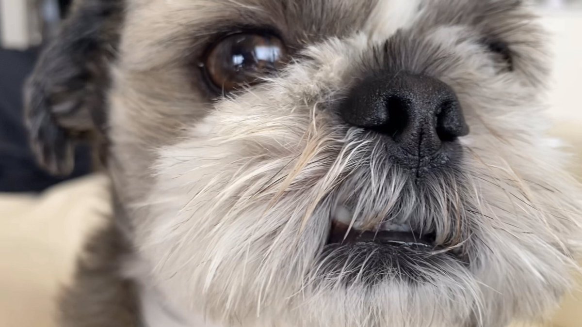 Tenten 鼻くそ てんてんに鼻くそがついていました Sweetxoxo T Co Dzlej1fs8c Youtubeより シーズー犬 鼻くそ フリーズ Tenten 鼻くそ てんてんに鼻くそがついていました Sweetxoxo T Co Dzlej1fs8c Youtubeより シーズー犬 鼻くそ フリーズ
