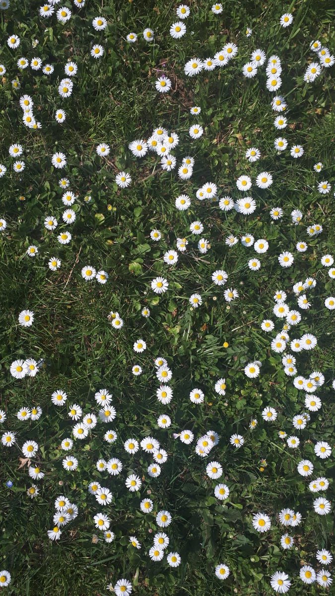 MuseeGiverny's tweet photo. C'est la saison des pâquerettes 🌼 D'ailleurs la marguerite ressemble à la pâquerette mais en bien plus grande ! Au @MuseeGiverny nous avons l'œuvre de Gustave Caillebotte, Parterre de marguerites. Joli clin d'oeil ! Et vous, partagez en photo vos Parterres de pâquerettes !📷 https://t.co/hf2rUZFpmj