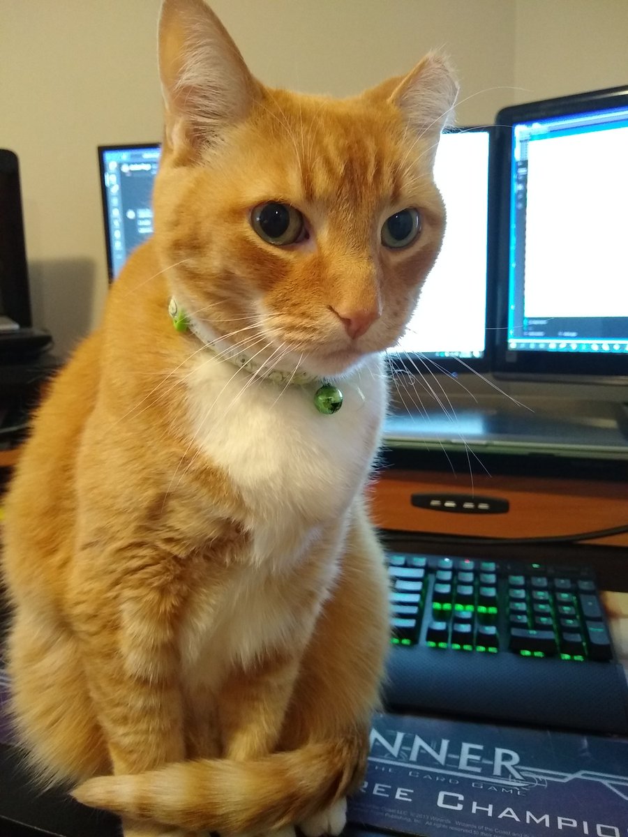 SynthetiKat's tweet photo. Best WFH buddy, but he makes it difficult to work.  Thankful I'm able to keep working from home.
#wfhlife #QuarantineLife https://t.co/y7GhkOGjvc