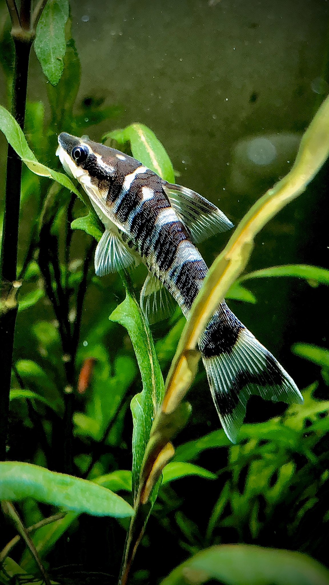 井渡oto3 何という色気 ゼブラオトシン T Co Jrssspprgn Twitter