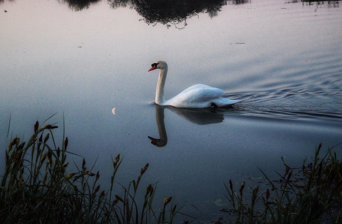 The swan and the moon. Peace and tranquility on the River Ouse this morning 🙏🏼❤️ #peace #riverphotography @SpottedInEly @ThePhotoHour