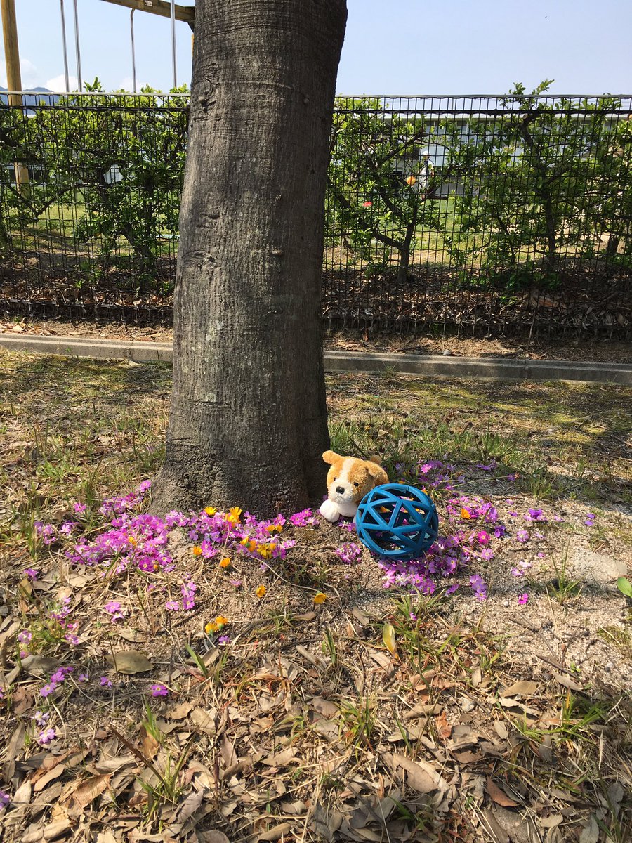 ruby_peko's tweet image. ここら辺では、わんこ🐶友達と走り回っていました。