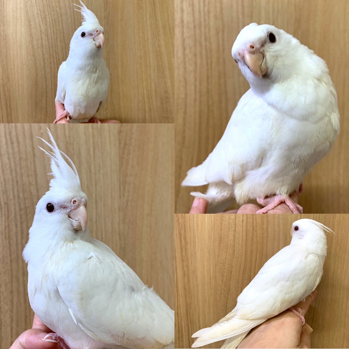 東京動楽 オカメインコ アルビノ とっても可愛い手乗りインコです O オカメインコ オカメインコアルビノ オカメインコアルビノ雛 オカメインコ販売 オカメインコアルビノ販売 オカメインコアルビノ雛販売 オカメインコ東京 東京動楽