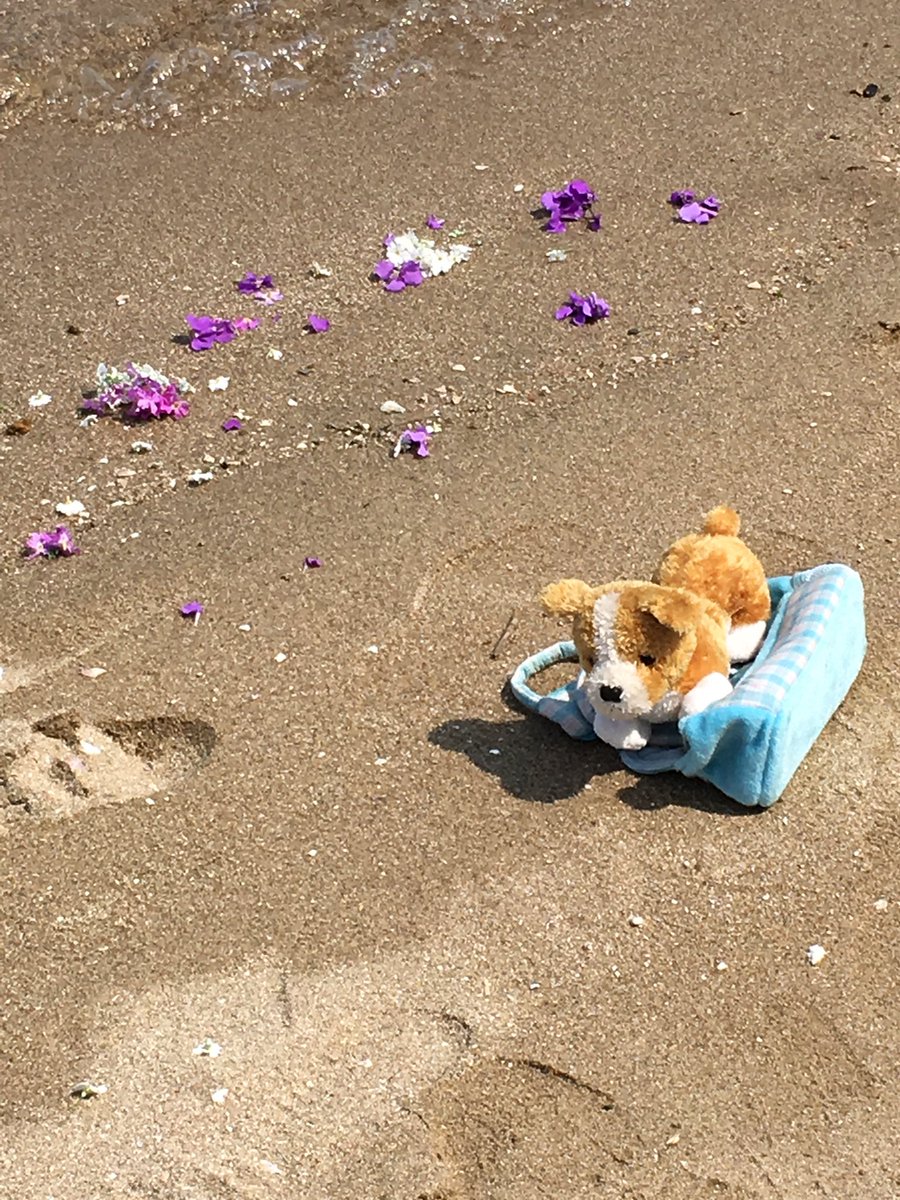 ruby_peko's tweet image. 三年ぶり、海にも。遠くまで行けたらいいなぁ。