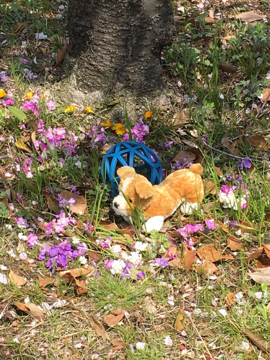 ruby_peko's tweet image. ここら辺では、このボールで遊んでいました。