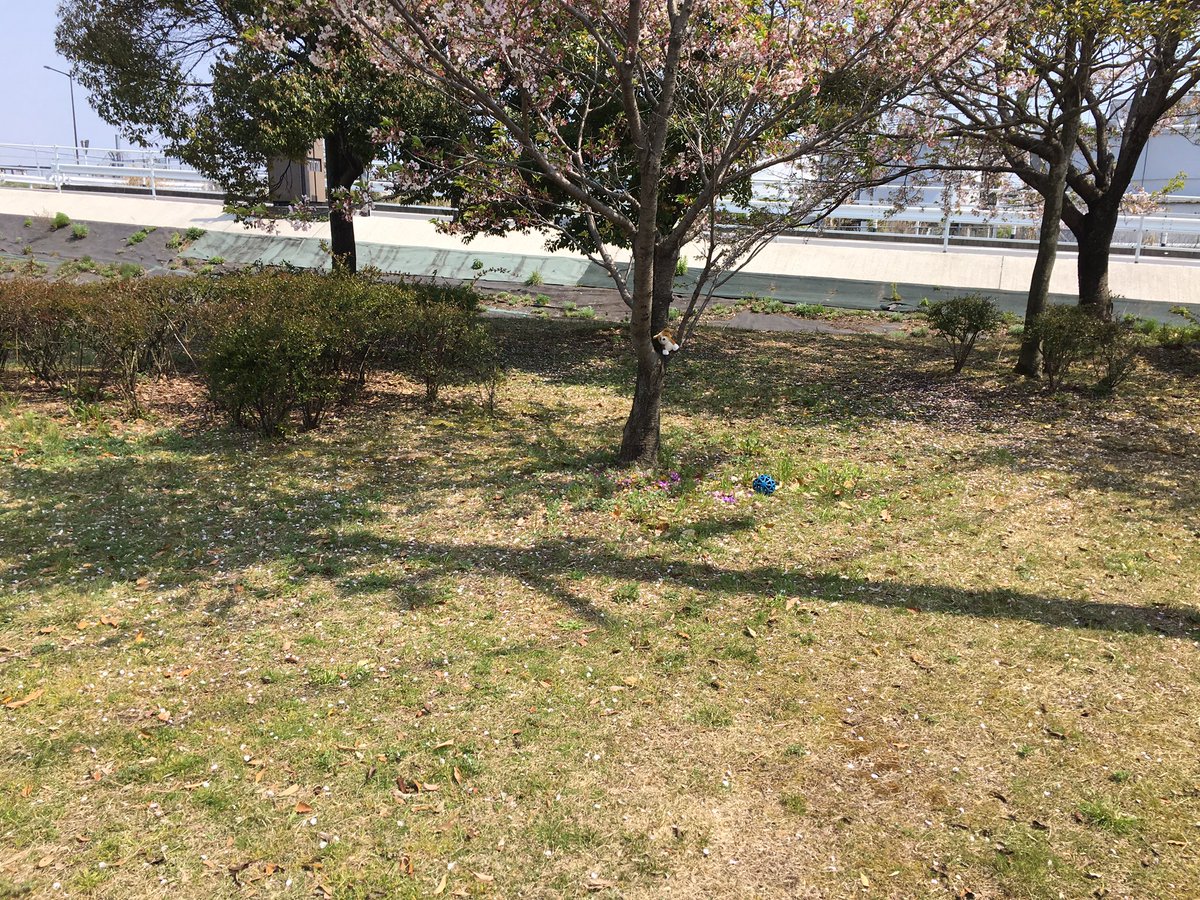 ruby_peko's tweet image. ここら辺では、このボールで遊んでいました。