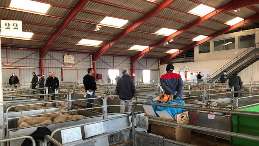 reussirpatre's tweet photo. Le marché #ovin de Réquista a réouvert mardi en respectant strictement les mesures de précautions sanitaires 🐑

https://t.co/zRjlD4AiQ0 https://t.co/aAmf8iRvWJ