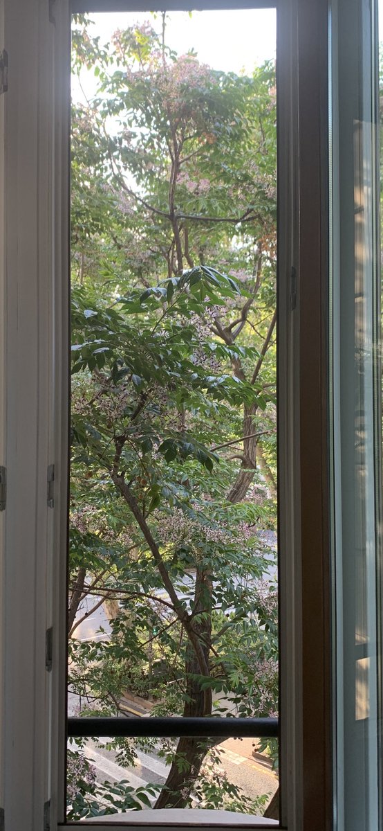 Los días se encaran de otra manera cuando el sol entra por mi ventana...
#DesdeMiVentanaBG