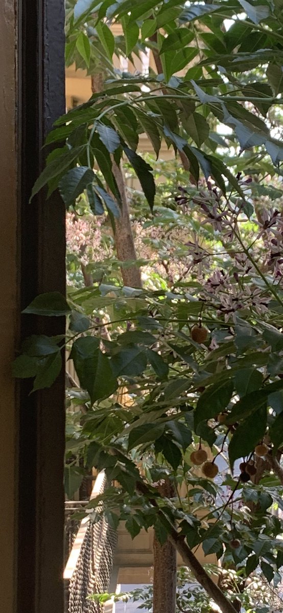 Y la primavera se cuela en mi casa, y nos trae alegria y esperanza...