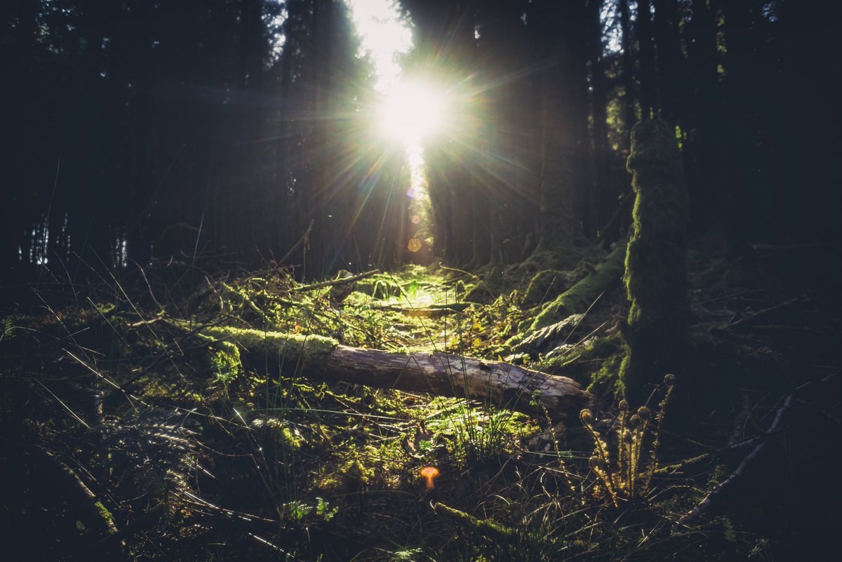 GlavindStrachan's tweet image. Unfolding ... spotted these ferns in the wood ... the sun bursting through was a bonus #lockdownphotography #darkwood #moodyforest #devonphotographer #dartmoorcollective #devonwoodlands #ferns #woodland #sunburst #nature #glavindstrachan