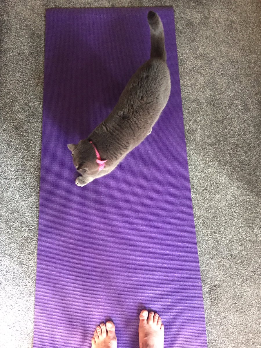 Morning yoga practice 😻
🐾❤️🐾
#fluffyfursday #catlife #CatsOfTwitter