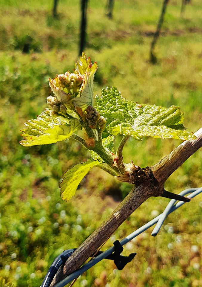 weininstitut's tweet photo. Viele neue Fotos in unserer FB-Galerie https://t.co/roCnlh4Gcf Danke an Probsthof (Muskateller), Winzerhof Schick (Silvaner) #Franken und Gästehaus Jäger! #Pfalz #DÜW #SÜW #Austrieb #Reben Initiative: @deutscheweine https://t.co/tSwGyirWmo