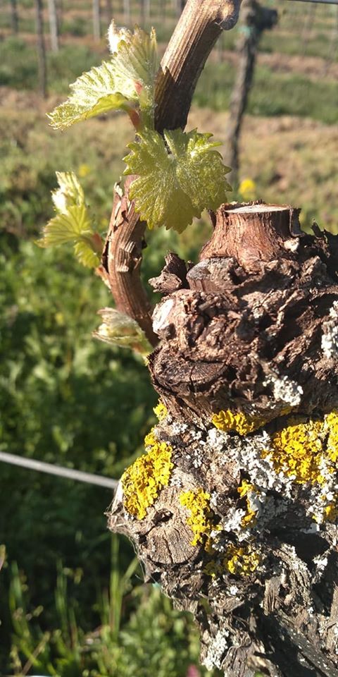 weininstitut's tweet photo. Viele neue Fotos in unserer FB-Galerie https://t.co/roCnlh4Gcf Danke an Probsthof (Muskateller), Winzerhof Schick (Silvaner) #Franken und Gästehaus Jäger! #Pfalz #DÜW #SÜW #Austrieb #Reben Initiative: @deutscheweine https://t.co/tSwGyirWmo