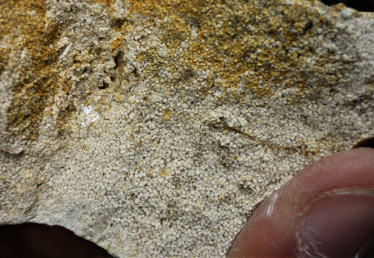 Et des roches sédimentaires pleines d'ooïdes, on en retrouve plein en France. Voici un exemple trouvé dans les calcaires du Poitou
