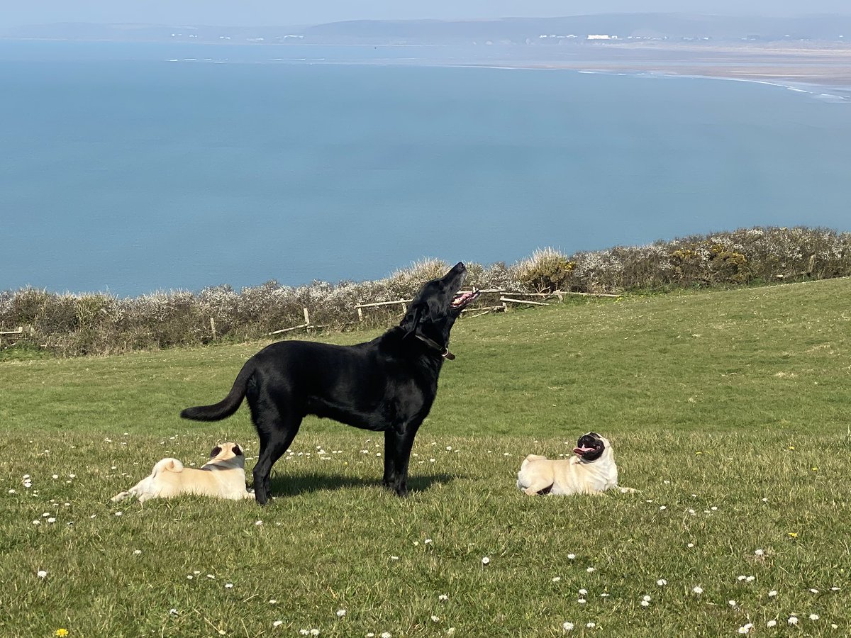 Raffles our resident head of canine guest relations is missing our guests and is training the new recruits while there is no one around. #StayHomeSaveLives #dogfriendlyholidaysuk #westwardliving #dogfriendlyaccommodation #visitwestwardho #visitdevon