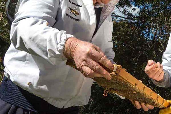 Can I Travel to Inspect My Bees? - Beekeeping during COVID-19 Given how many beekeepers are probably are asking this we thought it would be a good idea to publish this info from the DPi See our Blog for more info mailchi.mp/e78e3e96504d/u…