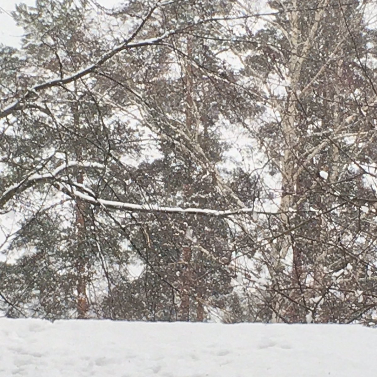 Nyt ei ole aika lähteä kesämökille. #koronafi #UusimaaLockDown #uusimaa #mökki