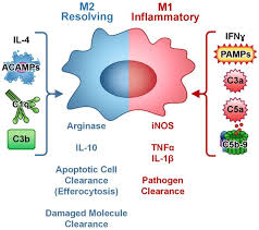 The polarization of macrophages is a complex process, but is simplified as follows:M0s have two main phenotypes - M1 and M2. Think of them as the ninja janitors ("ninjanitors") of your body:M1 = Pro-inflammatory ninja!M2 = Anti-inflammatory janitor!