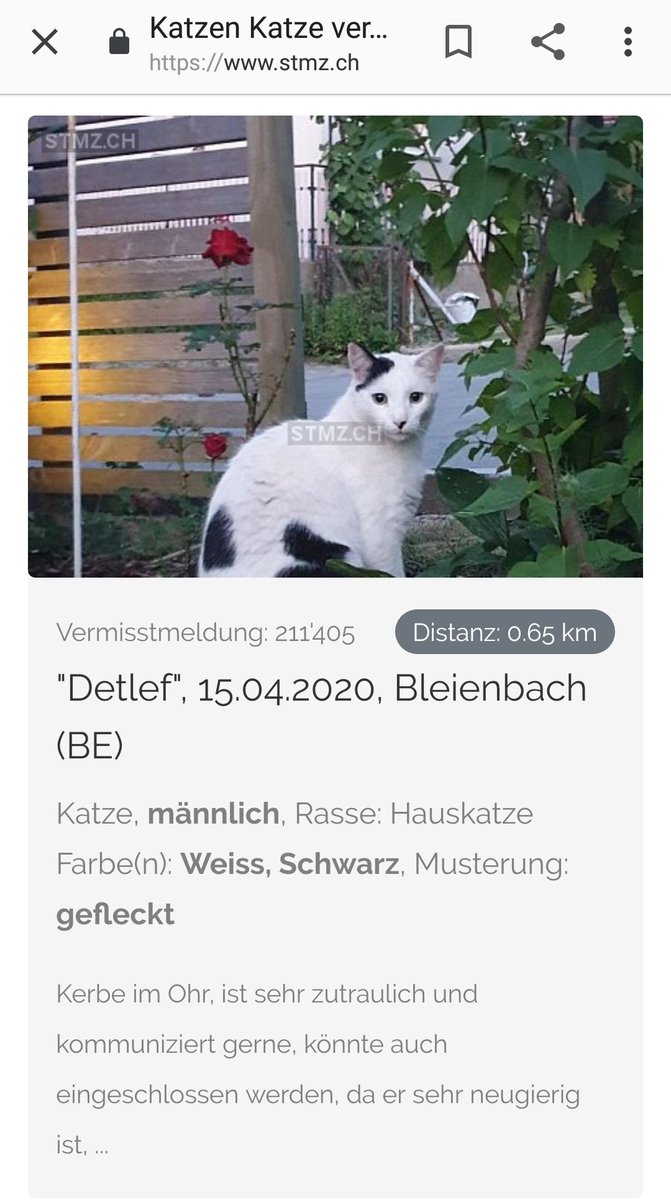 der_hergi's tweet image. Hey Freunde üs der Umgäbig Langethal, Bleienbach, Hermiswil. Vermisse min Kater sit Vorgeschter. 😟 wäri froh wen ihr es Aug offe heit und es witer verzählet. Danke im Vorraus. ❤