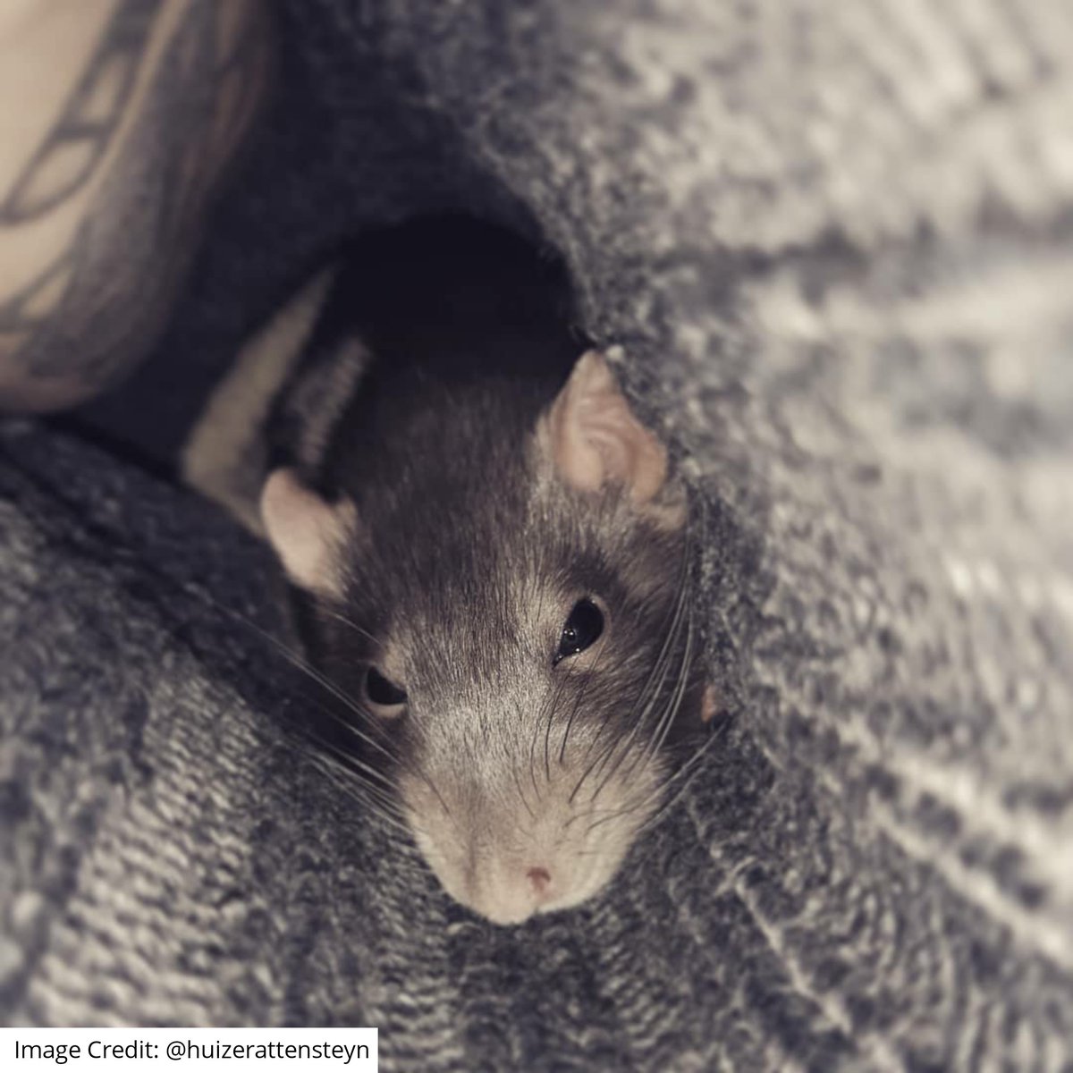 "I've Got Some Bacon Up My Sleeve"
🥓🐀 #BaconTheRat #Rats #Rattybox 
rattybox.com