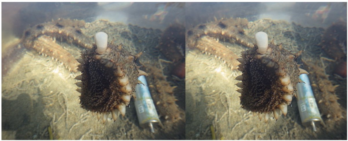 京都大学舞鶴水産実験所 Na Twitteru 浮遊ナマコを3dで見てみませんか 左の画像を左目で 右の画像を右目で ぼんやりと見てください 2枚の画像が重なってくると そこには3dの浮遊ナマコが 見にくい人は内臓に注目してみてください 京都大学舞鶴水産実験所 Na Twitteru 浮遊ナマコを3dで見てみませんか 左の画像を左目で 右の画像を右目で ぼんやりと見てください 2枚の画像が重なってくると そこには3dの浮遊ナマコが 見にくい人は内臓に注目してみてください